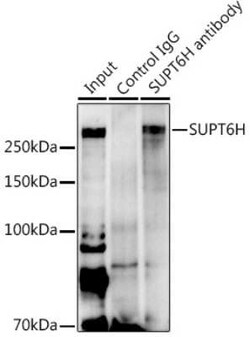 Spt6 Antibody - Azide and BSA Free, Novus Biologicals 0.02 mL; Unconjugated:Antibodies,