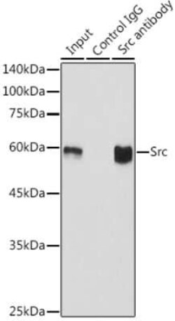 Src Rabbit anti-Human, Mouse, Rat, Clone: 7G6M9, Novus Biologicals 100 &mu;g | Buy Online | Bio-Techne | Fisher Scientific