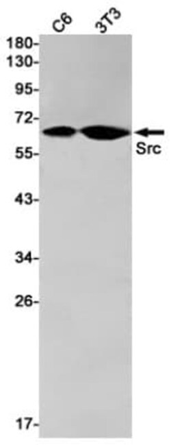 Src Antibody (S05-7H8), Novus Biologicals 50 &mu;g; Unconjugated:Antibodies,