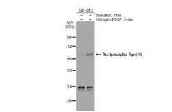 Src, p Tyr416 Antibody, Novus Biologicals 100 &mu;g | Buy Online | Novus Biologicals | Fisher Scientific