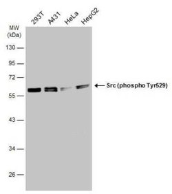 Src, p Tyr527 Antibody, Novus Biologicals 100 &mu;g; Unconjugated:Antibodies,