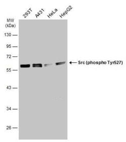 Src, p Tyr527 Antibody, Novus Biologicals 100 &mu;g; Unconjugated:Antibodies,