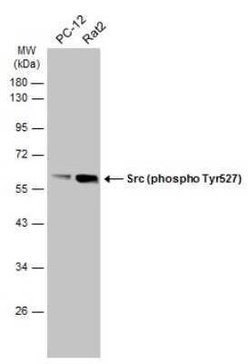 Src, p Tyr527 Antibody, Novus Biologicals 100 &mu;g; Unconjugated:Antibodies,