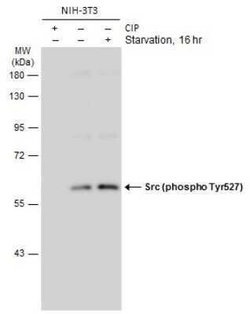 Src, p Tyr527 Antibody, Novus Biologicals 100 &mu;g; Unconjugated:Antibodies,
