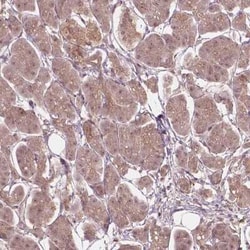 Ssu72 Antibody, Novus Biologicals 25 &mu;L, Unconjugated:Antibodies, Polyclonal