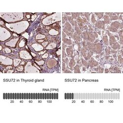 Ssu72 Antibody, Novus Biologicals 25 &mu;L, Unconjugated:Antibodies, Polyclonal