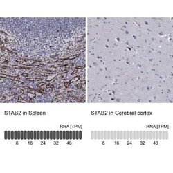 Stabilin-2 Rabbit anti-Human, Polyclonal, Novus Biologicals 25 &mu;g; Unconjugated:Antibodies,