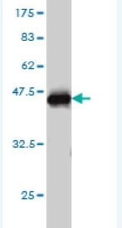 Stanniocalcin 1/STC-1 Antibody (4H4), Novus Biologicals 0.1 mg | Buy Online | Novus Biologicals | Fisher Scientific