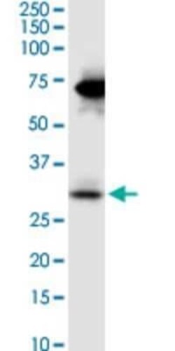 Stanniocalcin 2/STC-2 Antibody (2B11), Novus Biologicals 0.1 mg | Buy Online | Novus Biologicals | Fisher Scientific