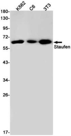Staufen Rabbit anti-Human, Mouse, Rat, Clone: S03-3G2, Novus Biologicals 25 &mu;g | Buy Online | Novus Biologicals | Fisher Scientific