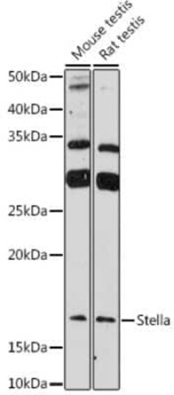 Stella/Dppa3 Rabbit anti-Mouse, Rat, Polyclonal, Novus Biologicals 20 &mu;g;