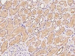 Stomatin-like protein 1 Antibody, Novus Biologicals 100 &mu;g, Unconjugated:Antibodies,