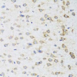 Striatin Antibody - BSA Free, Novus Biologicals 0.02 mL, Unconjugated:Anticuerpos