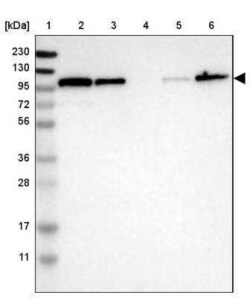 Striatin Antibody, Novus Biologicals:Antibodies:Primary Antibodies