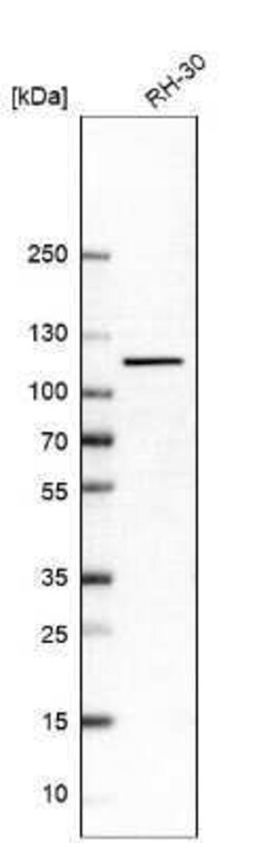 Striatin Antibody, Novus Biologicals:Antibodies:Primary Antibodies