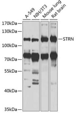 Striatin Antibody - BSA Free, Novus Biologicals 0.02 mL, Unconjugated:Anticuerpos