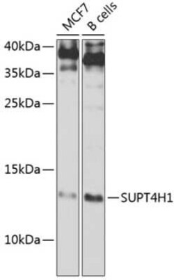 Suppressor of Ty 4 homolog 1 Antibody - BSA Free, Novus Biologicals 0.1