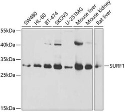 Surf1 Antibody - BSA Free, Novus Biologicals:Antibodies:Primary Antibodies
