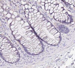 Surfactant Protein A Antibody, Novus Biologicals 25 &mu;L, Unconjugated:Antibodies,