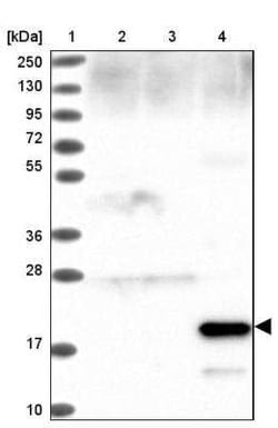 Surfactant Protein A Antibody, Novus Biologicals 25 &mu;L, Unconjugated:Antibodies,