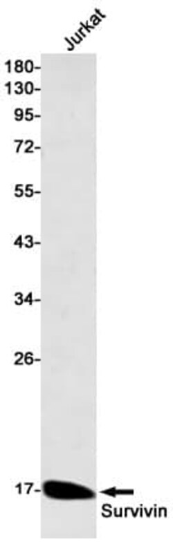 Survivin Antibody (S04-1B1), Novus Biologicals:Antibodies:Primary Antibodies