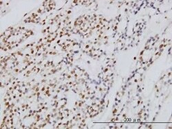 Symplekin Antibody (4C2), Novus Biologicals 0.1 mg | Buy Online | Novus Biologicals | Fisher Scientific