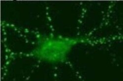 SynGAP Antibody, Novus Biologicals 0.025 mg; Unconjugated:Anticorps, Polyclonal