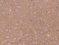 Synapsin 3 Antibody, Novus Biologicals 100 &mu;g, Unconjugated:Antibodies,