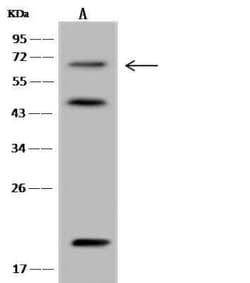 Synapsin 3 Antibody, Novus Biologicals 100 &mu;g, Unconjugated:Antibodies,