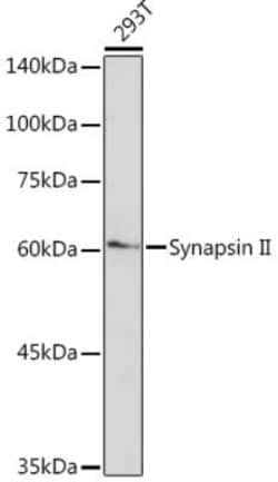 Synapsin II Rabbit anti-Human, Mouse, Rat, Clone: 7J6L0, Novus Biologicals