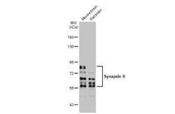 Synapsin II Antibody (GT1446), Novus Biologicals 100 &mu;g | Buy Online | Novus Biologicals | Fisher Scientific