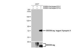 Synapsin II Antibody (GT387), Novus Biologicals 100 &mu;g | Buy Online | Novus Biologicals | Fisher Scientific