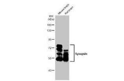 Synapsin II Antibody (GT965), Novus Biologicals 100 &mu;g; Unconjugated:Antibodies,