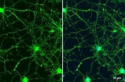 Synapsin II Antibody, Novus Biologicals 100 &mu;g; Unconjugated:Antibodies,