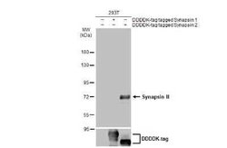 Synapsin II Antibody, Novus Biologicals 100 &mu;g | Buy Online | Bio-Techne | Fisher Scientific