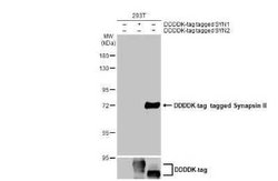 Synapsin II Antibody, Novus Biologicals 100 &mu;g; Unconjugated:Antibodies,