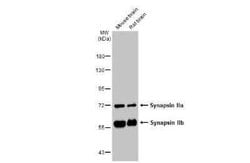 Synapsin II Antibody, Novus Biologicals 100 &mu;g; Unconjugated:Antibodies,