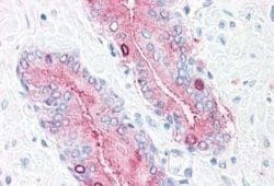 Synaptogyrin 2 Antibody, Novus Biologicals 50 &mu;g | Buy Online | Novus Biologicals | Fisher Scientific