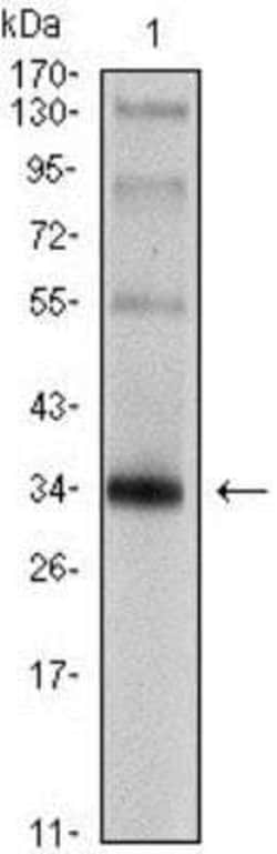 Synaptophysin Antibody (7H12) - Azide and BSA Free, Novus Biologicals 0.1 mL | Buy Online | Novus Biologicals | Fisher Scientific