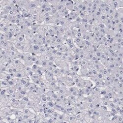 Synaptophysin Antibody, Novus Biologicals:Antibodies:Primary Antibodies