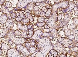 Syndecan-1/CD138 Rabbit anti-Human, Clone: 160, Novus Biologicals:Antibodies:Primary