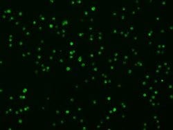 Syndecan-4 Rabbit anti-Mouse, Clone: 8, Novus Biologicals:Antibodies:Primary
