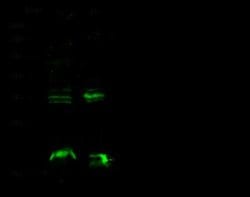 Syndecan-4 Rabbit anti-Mouse, Clone: 112, Novus Biologicals:Antibodies:Primary