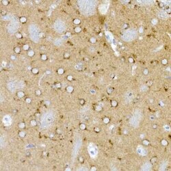 Syntaxin 16 Antibody (5H6D5), Novus Biologicals 100 &mu;g; Unconjugated:Antibodies,