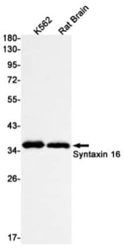 Syntaxin 16 Antibody (S09-9A8), Novus Biologicals 100 &mu;g; Unconjugated:Antibodies,