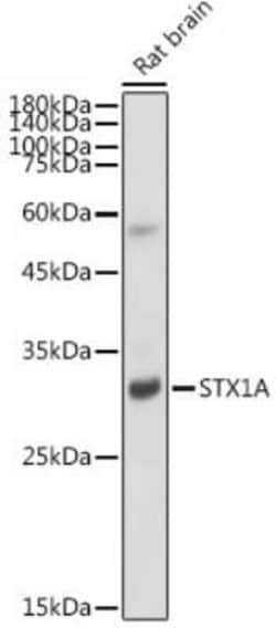 Syntaxin 1A Rabbit anti-Human, Mouse, Rat, Clone: 2B2F10, Novus Biologicals 20 &mu;g | Buy Online | Bio-Techne | Fisher Scientific