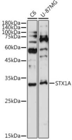 Syntaxin 1A Rabbit anti-Human, Mouse, Rat, Clone: 2B2F10, Novus Biologicals 20 &mu;g | Buy Online | Bio-Techne | Fisher Scientific
