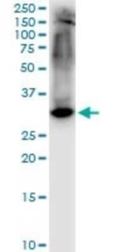 Syntaxin 1A Antibody (1B11-1A8), Novus Biologicals 0.1 mg | Buy Online | Novus Biologicals | Fisher Scientific