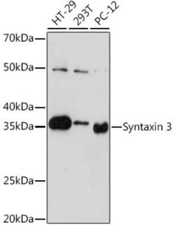 Syntaxin 3 Rabbit anti-Human, Mouse, Rat, Clone: 3L9Y9, Novus Biologicals:Antibodies:Primary