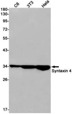 Syntaxin 4 Rabbit anti-Human, Mouse, Rat, Clone: S07-1G2, Novus Biologicals 25 &mu;g | Buy Online | Novus Biologicals | Fisher Scientific